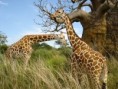 /album/galeria-de-fotos-pagina-inicial1/girafas-4e2f6-jpg/