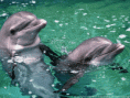 /album/galeria-de-fotos-pagina-inicial1/image1-gif/