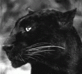 /album/galeria-de-fotos-pagina-inicial1/pantera-gif/