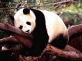 /album/galeria-de-fotos-pagina-inicial1/panda01-jpg/